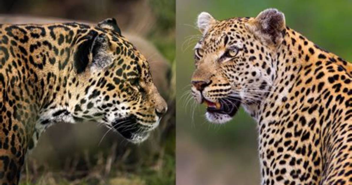 What Is the Difference Between Through2 and Native Transform Stream in Node. Js?