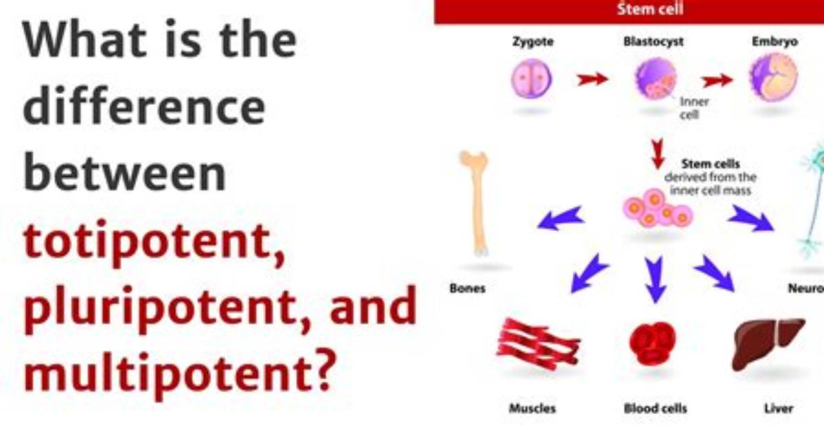 What Is the Difference Between Totipotent and Pluripotent Stem Cells?