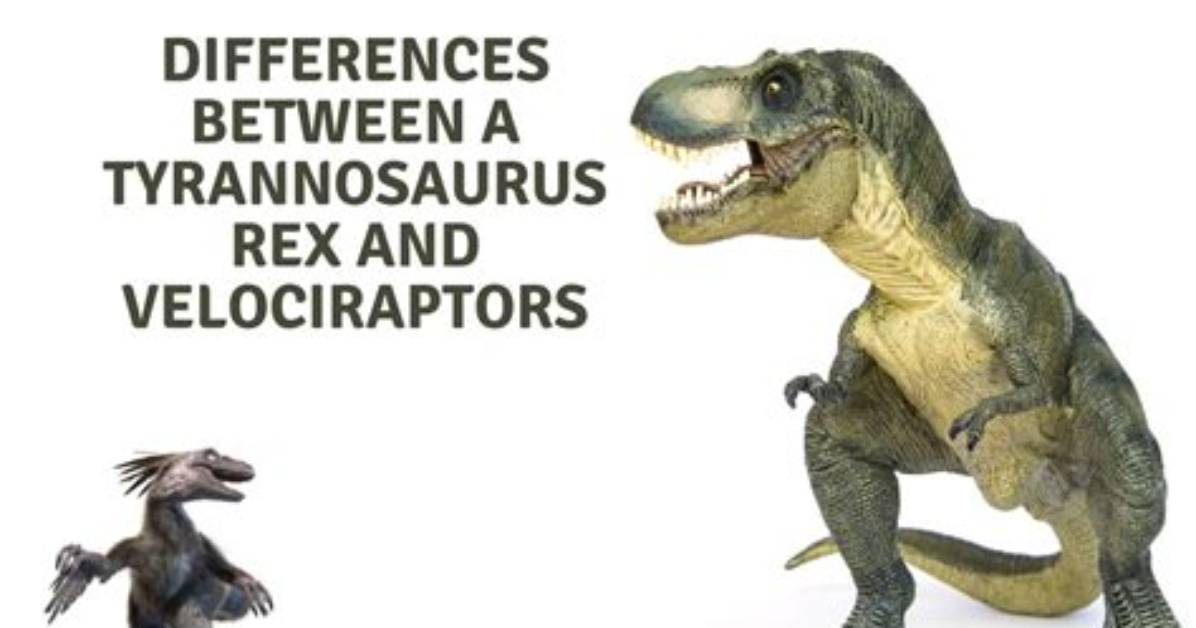 What Is the Difference Between Trex and Polywood?