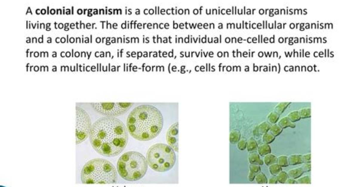What Is the Difference Between Unicellular Colonial and Multicellular Organisms?