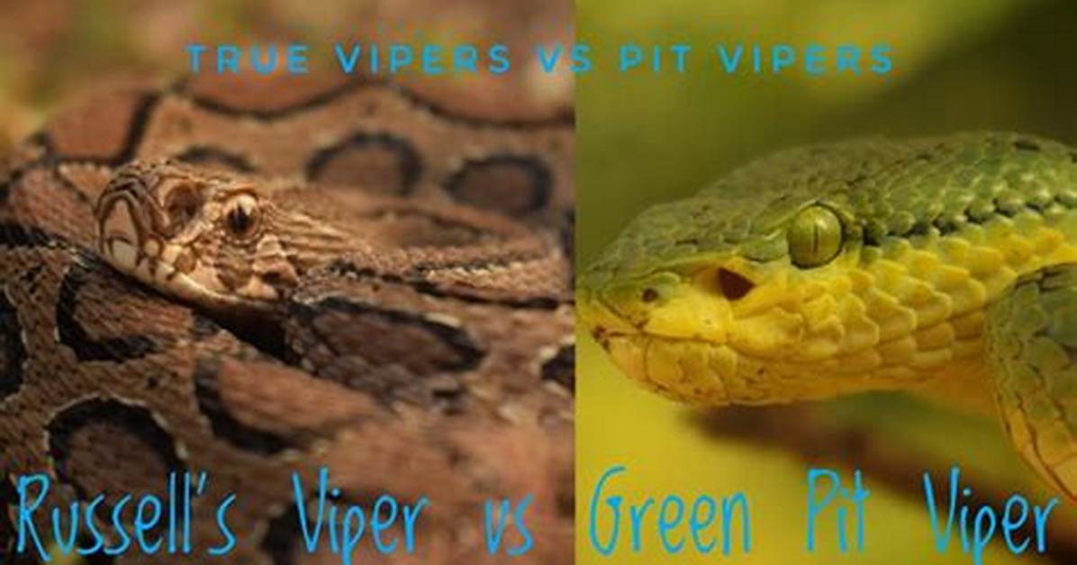What Is the Difference Between Vipers and Elapids?