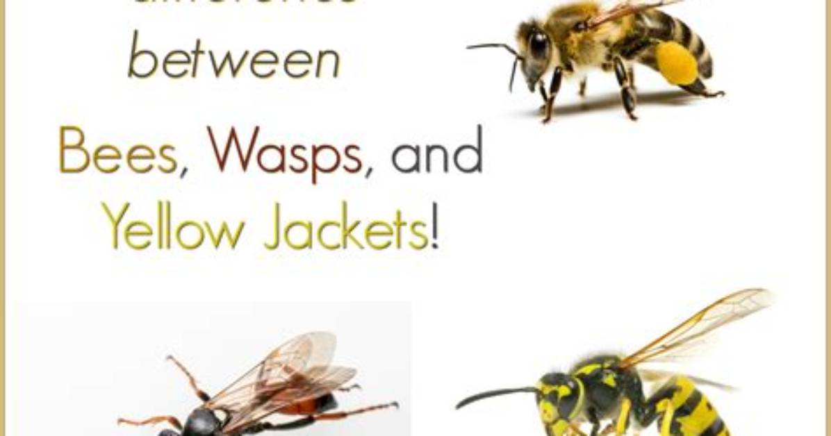 What Is the Difference Between Wasps and Yellow Jackets