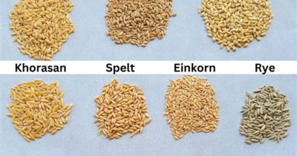 What Is the Difference Between Wheat Pollard and Wheat Bran?