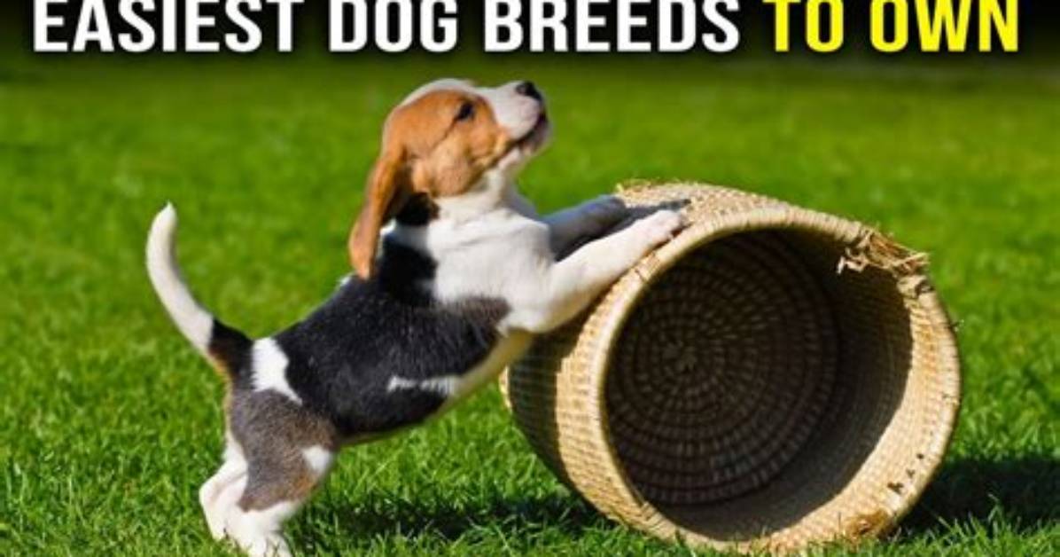 What Is the Easiest Dog to Own?