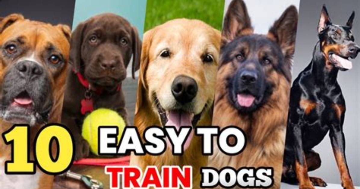 What Is the Easiest Dog to Train?