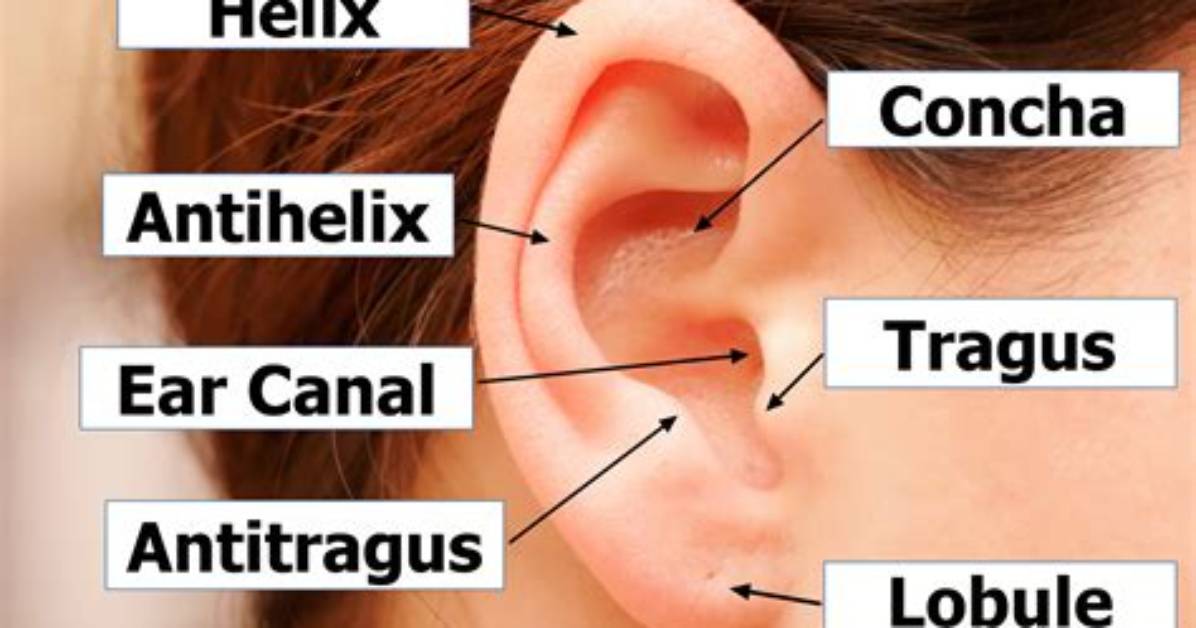 What Is the External Ear Called?