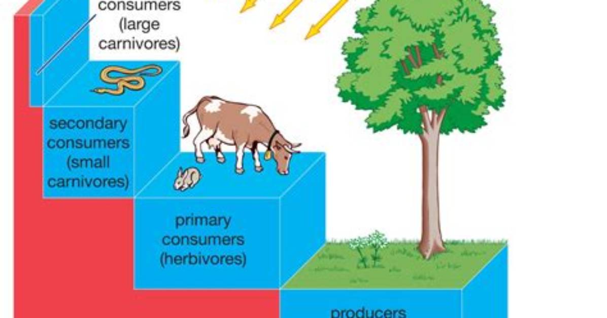 What Is the Flow of Energy Called