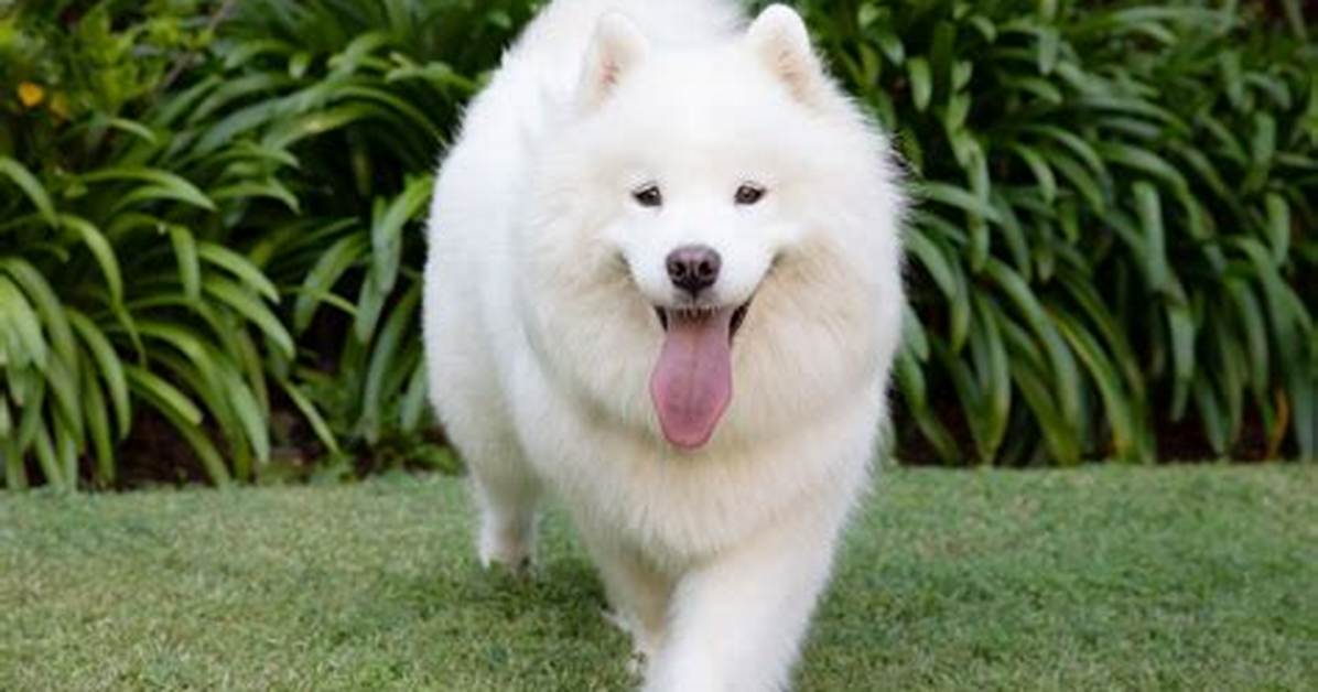 What Is the Fluffiest Dog in the World?
