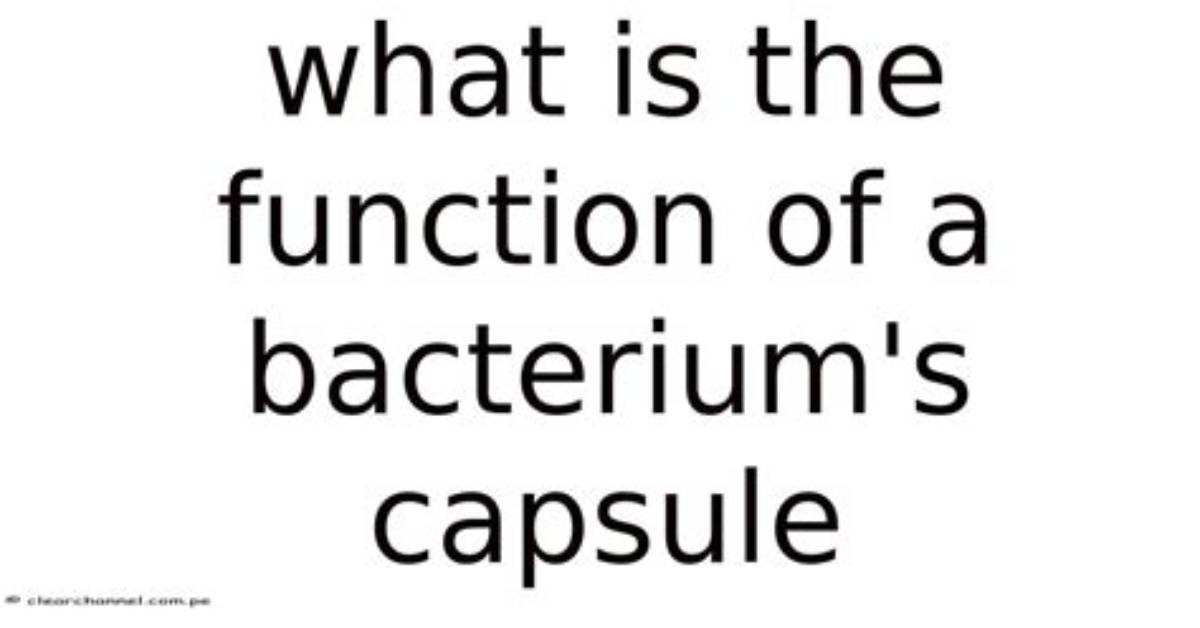 What Is the Function of a Bacterium’s Capsule