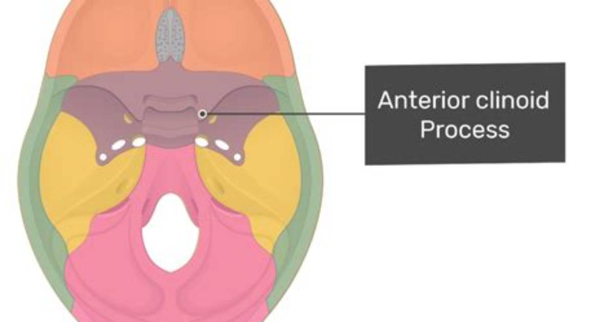 What Is the Function of Clinoid Process?