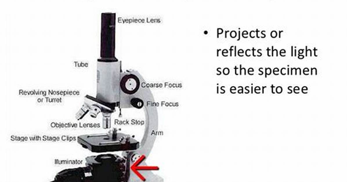 What Is the Function of Light Source in Microscope