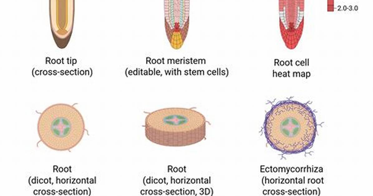 What Is the Function of Rootlets?