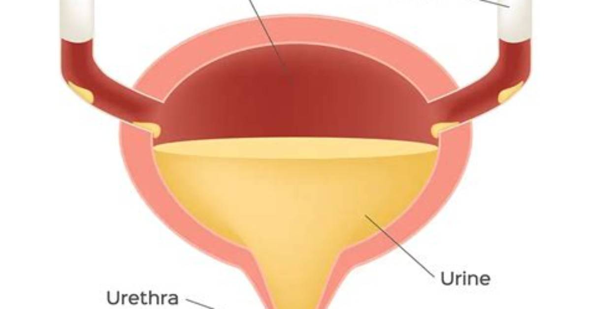 What Is the Function of the Bladder