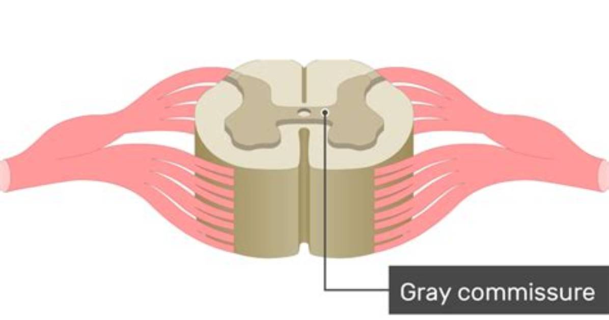 What Is the Gray Commissure
