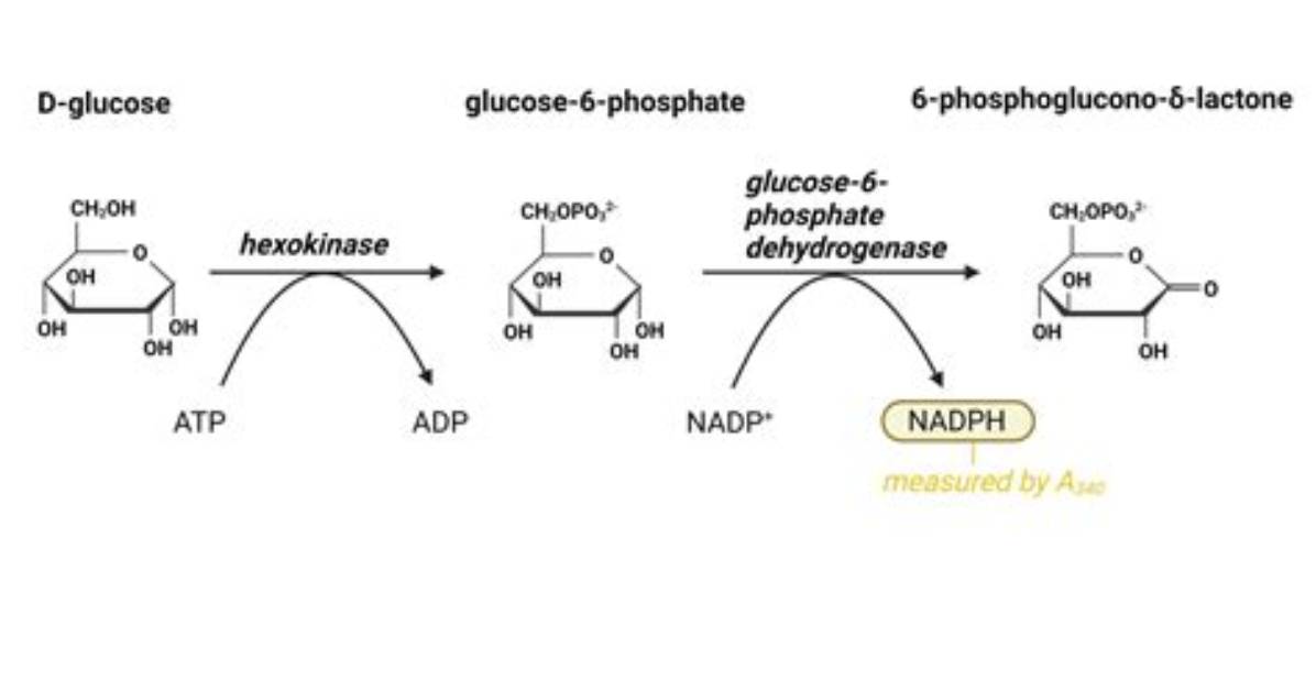 What Is the Hexokinase Method?