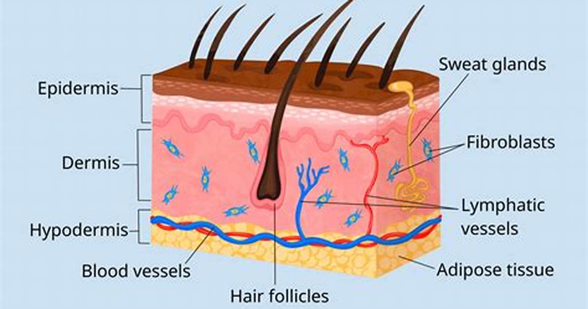 What Is the Hypodermis Function