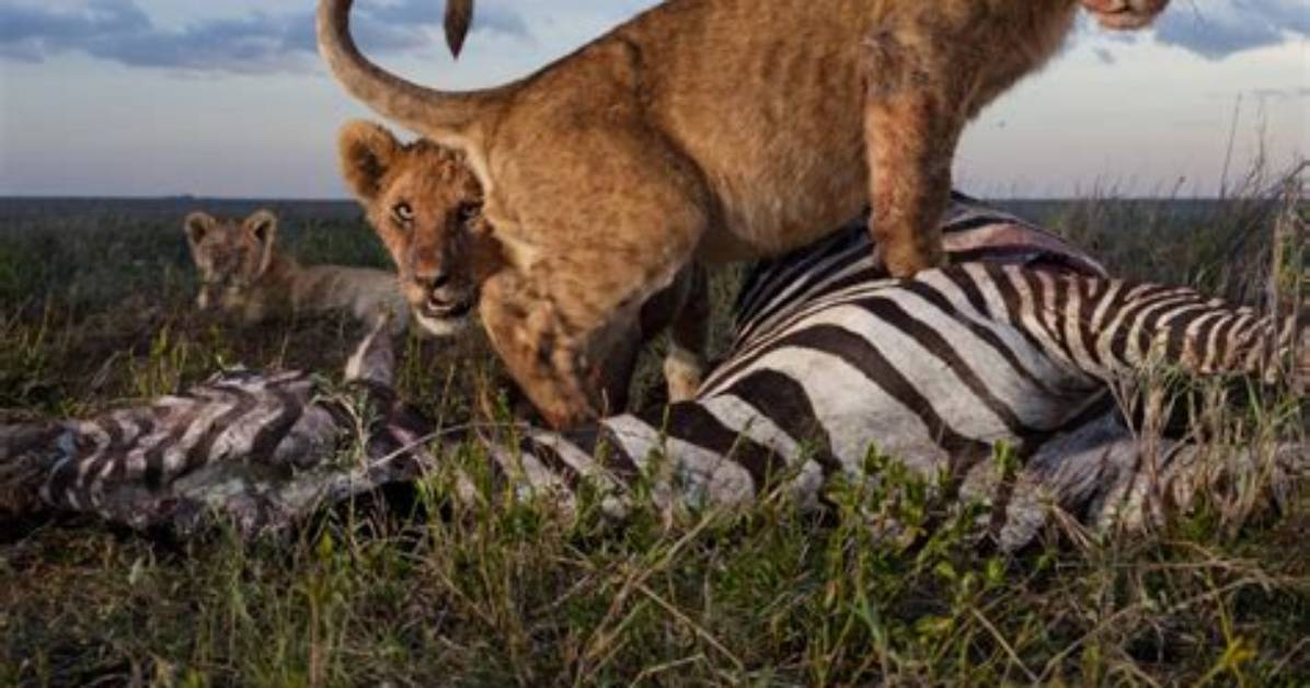 What Is the Interaction Between Two Predators Hunting the Same Prey Called?