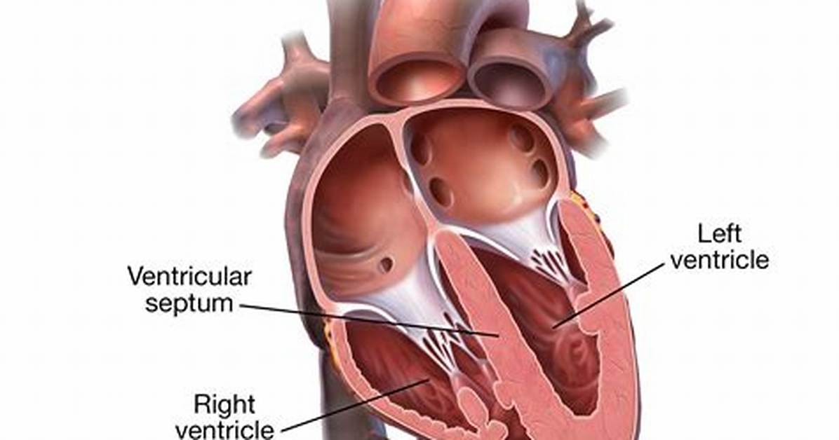 What Is the Interventricular Septum