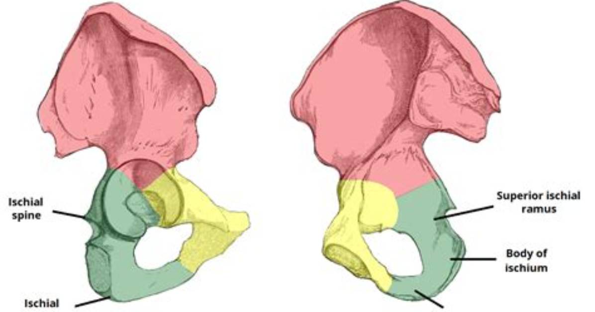 What Is the Ischium Bone