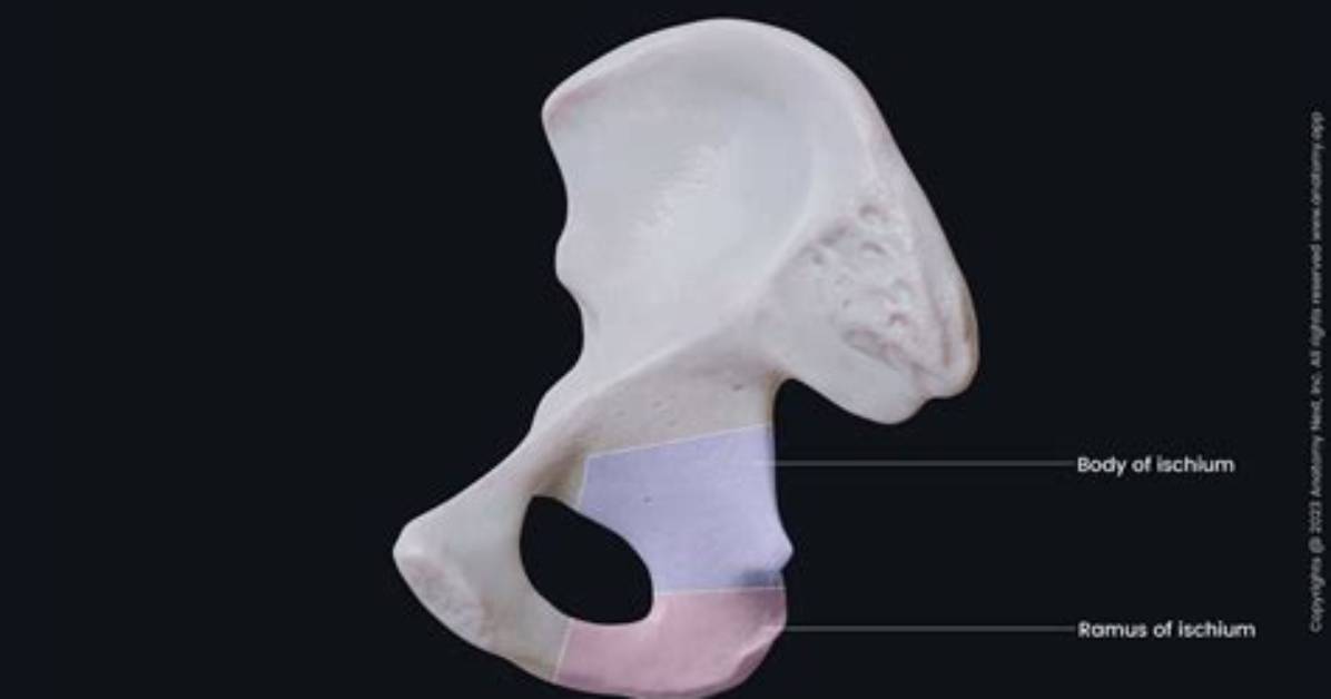 What Is the Ischium