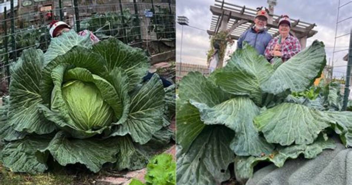What Is the Largest Cabbage