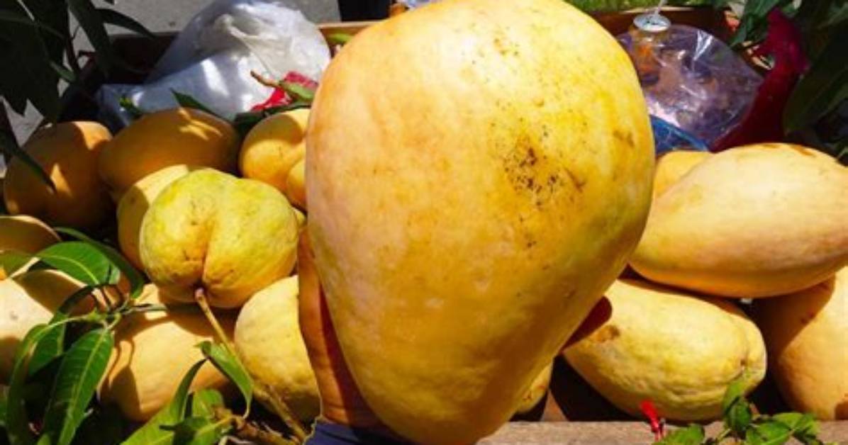 What Is the Largest Mango