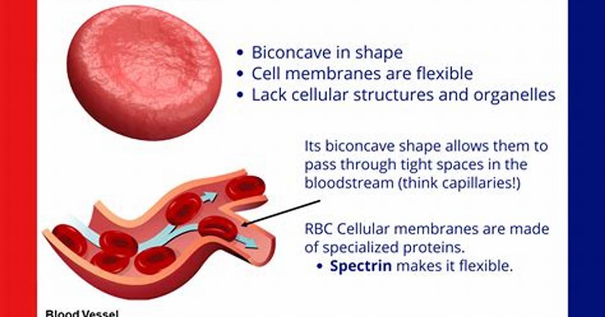 What Is the Major Function of Erythrocytes?