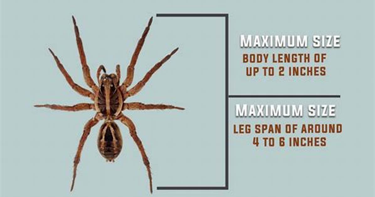 What Is the Maximum Size for a Granny Flat
