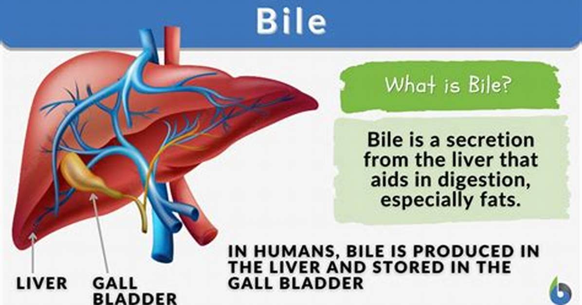 What Is the Medical Term for Bile?