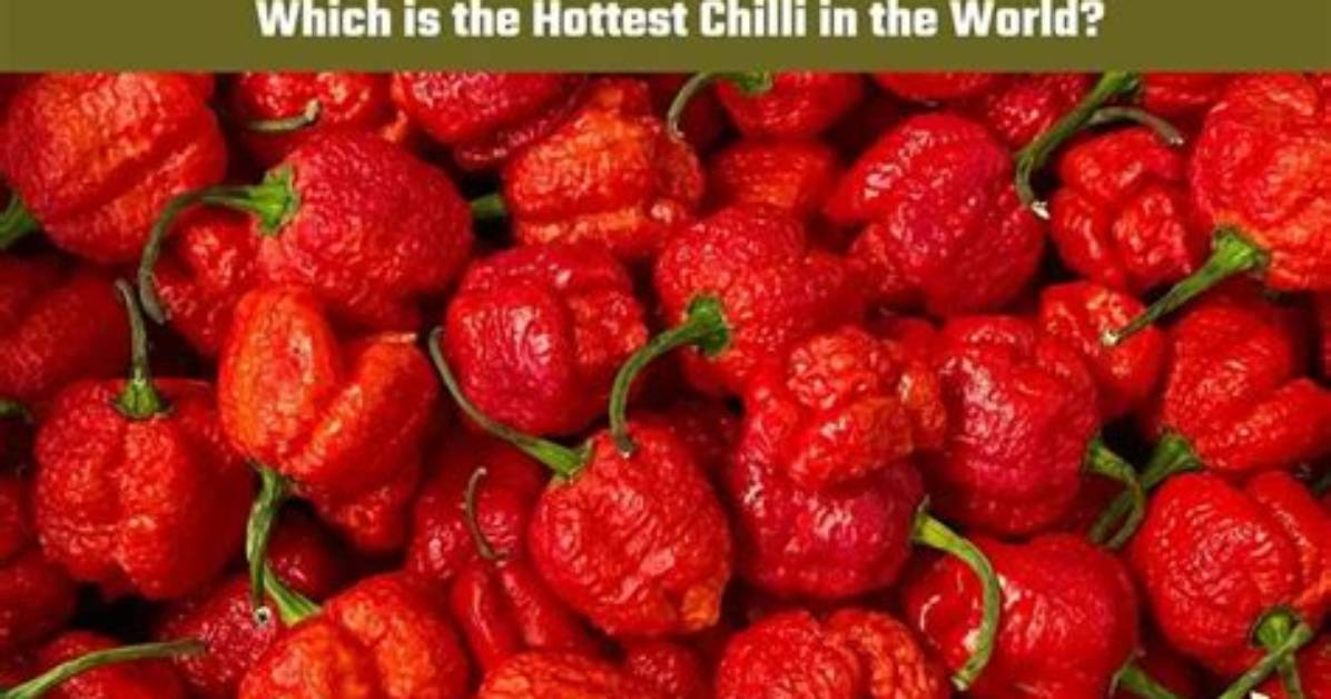 What Is the Mildest Chilli?