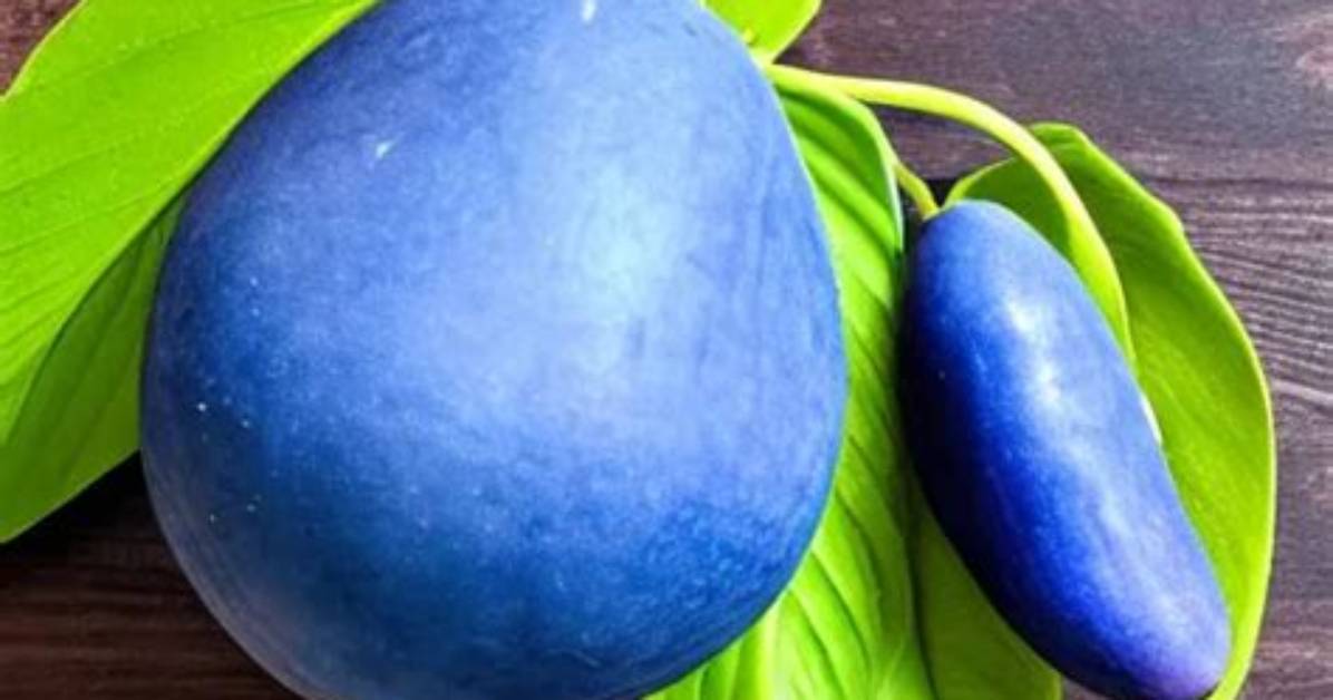 What Is the Mysterious Blue Mango?