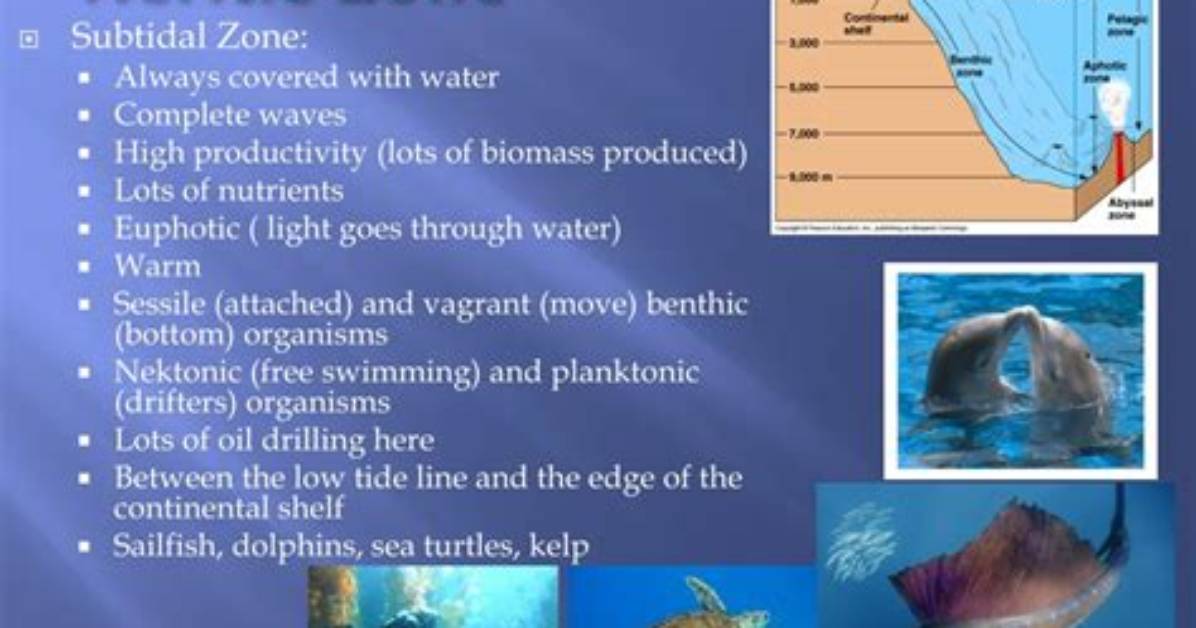 What Is the Neritic Zone Ecosystem