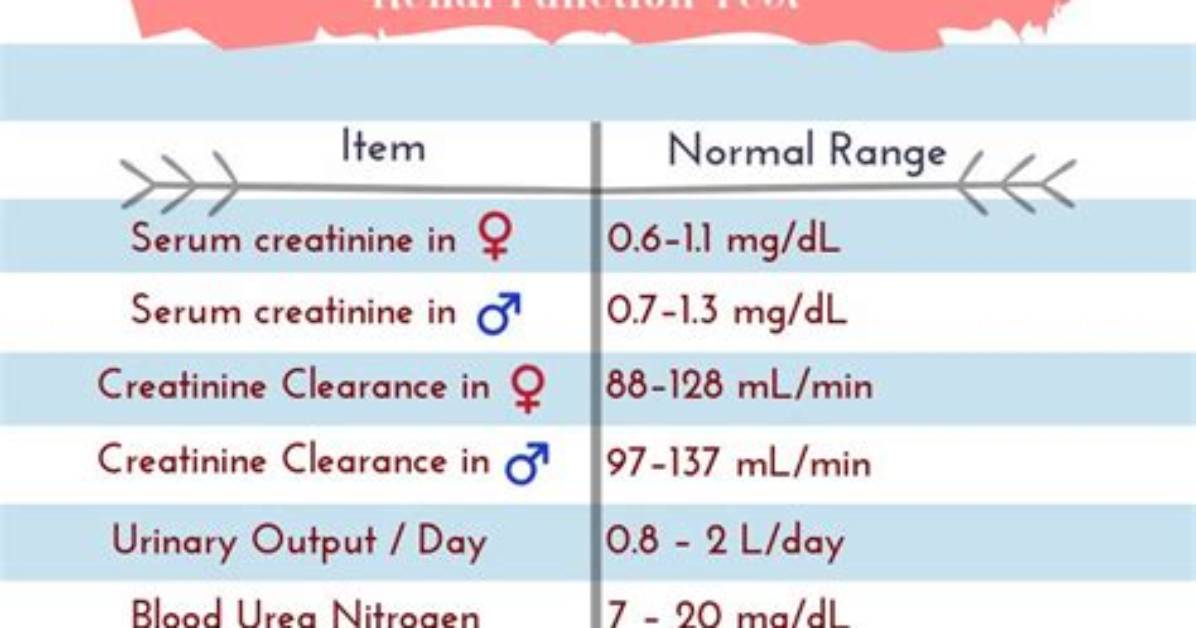 What Is the Normal Kidney Function for a 70 Year Old?