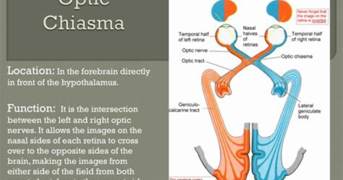 What Is the Optic Chiasm Function