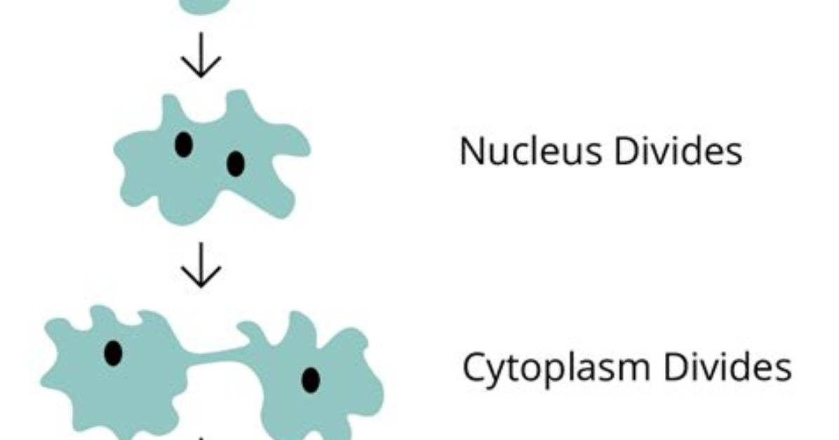 What Is the Parent Cell