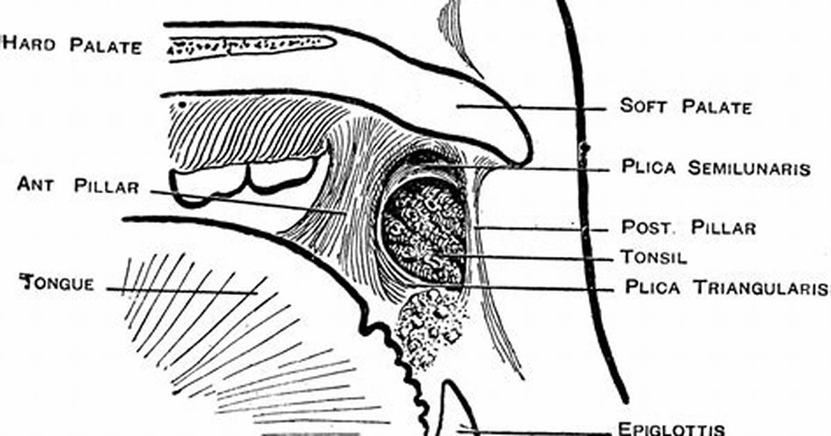 What Is the Plica Triangularis?