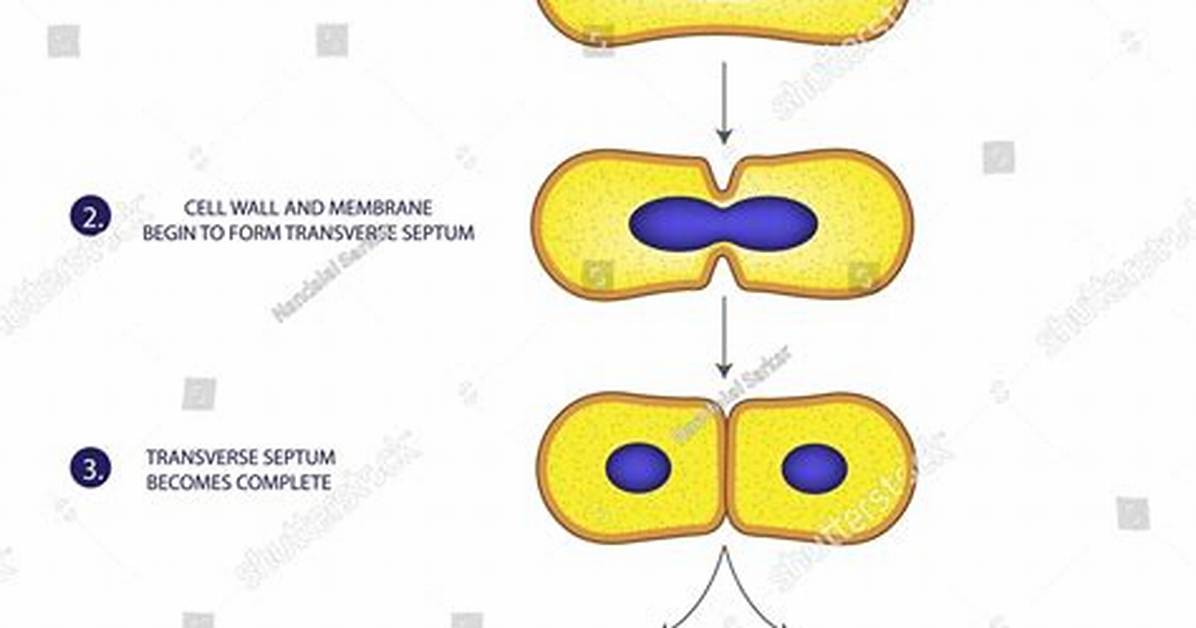 What Is the Process by Which Bacteria Reproduce Called