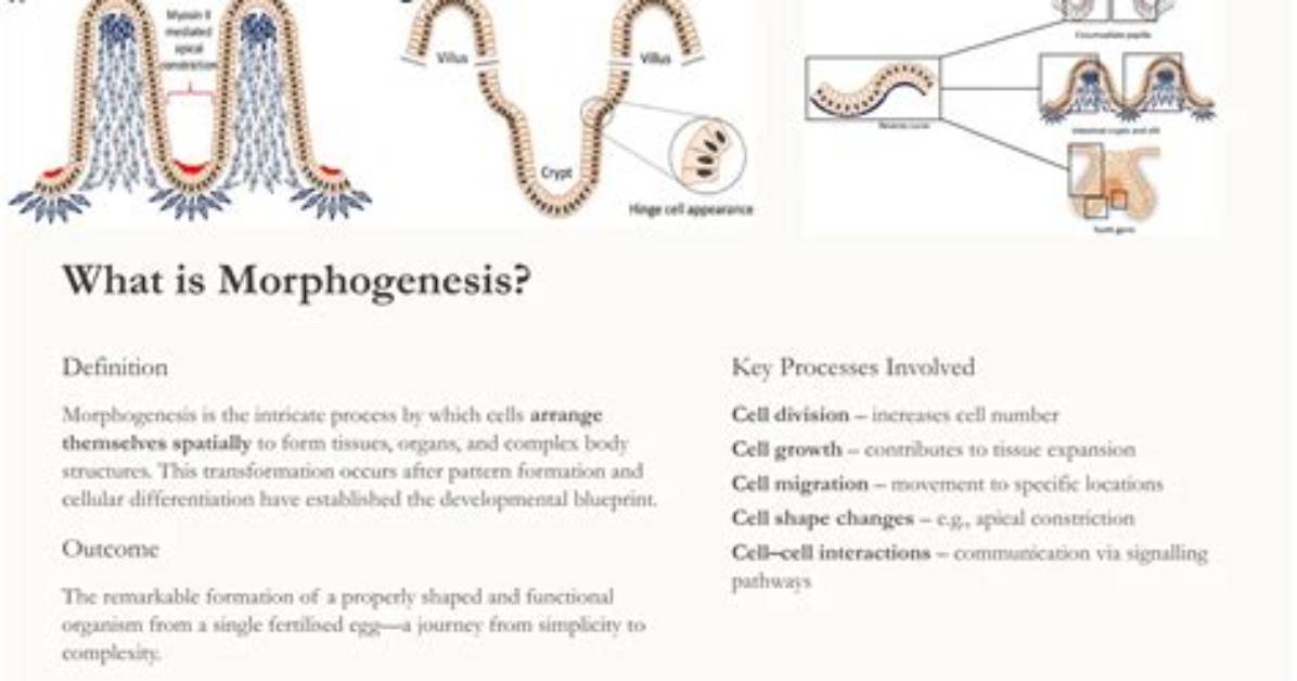 What Is the Process of Morphogenesis