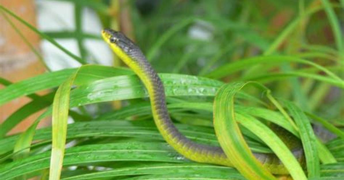 What Is the Quickest Snake?