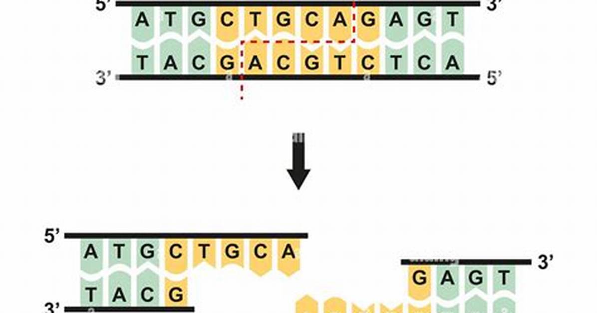 What Is the Recognition Sequence for Psti?