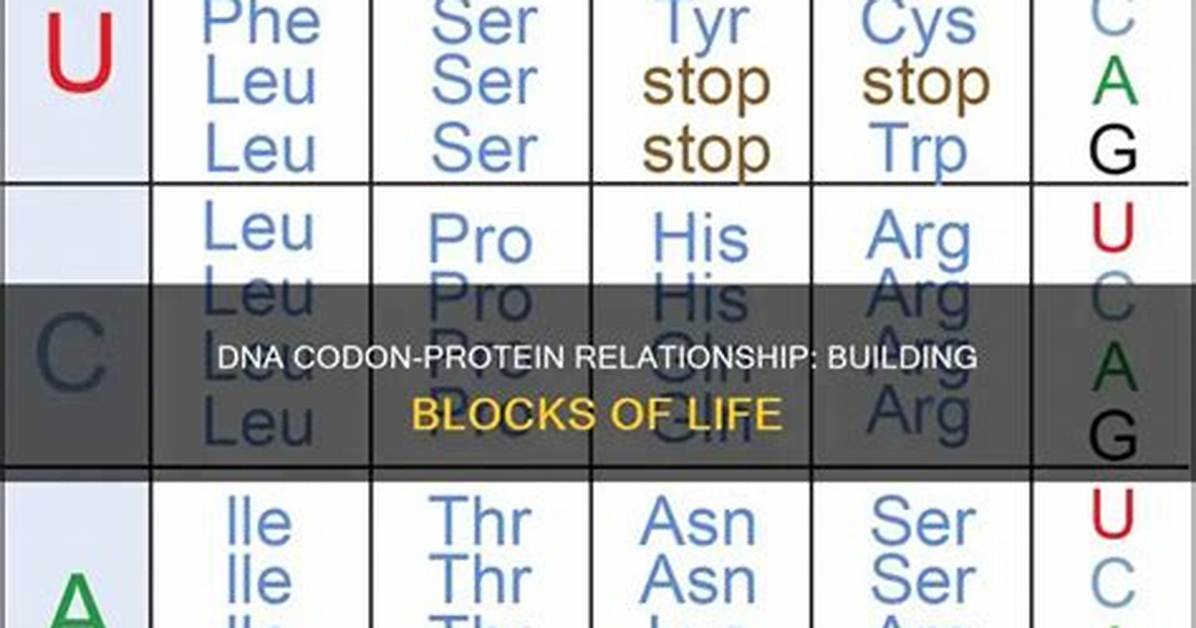 What Is the Relationship Between Dna Codons and Proteins?