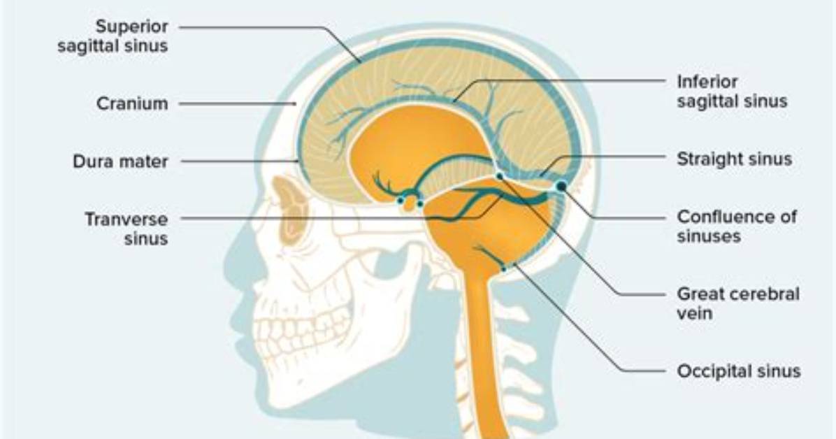 What Is the Sagittal Sinus