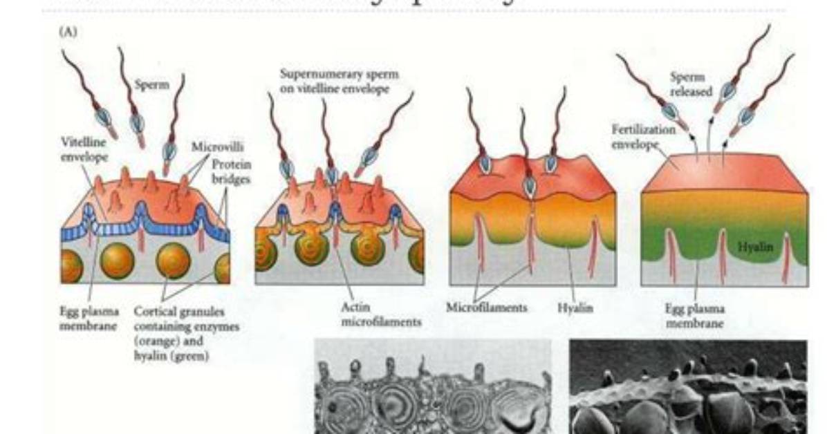 What Is the Slow Block to Polyspermy