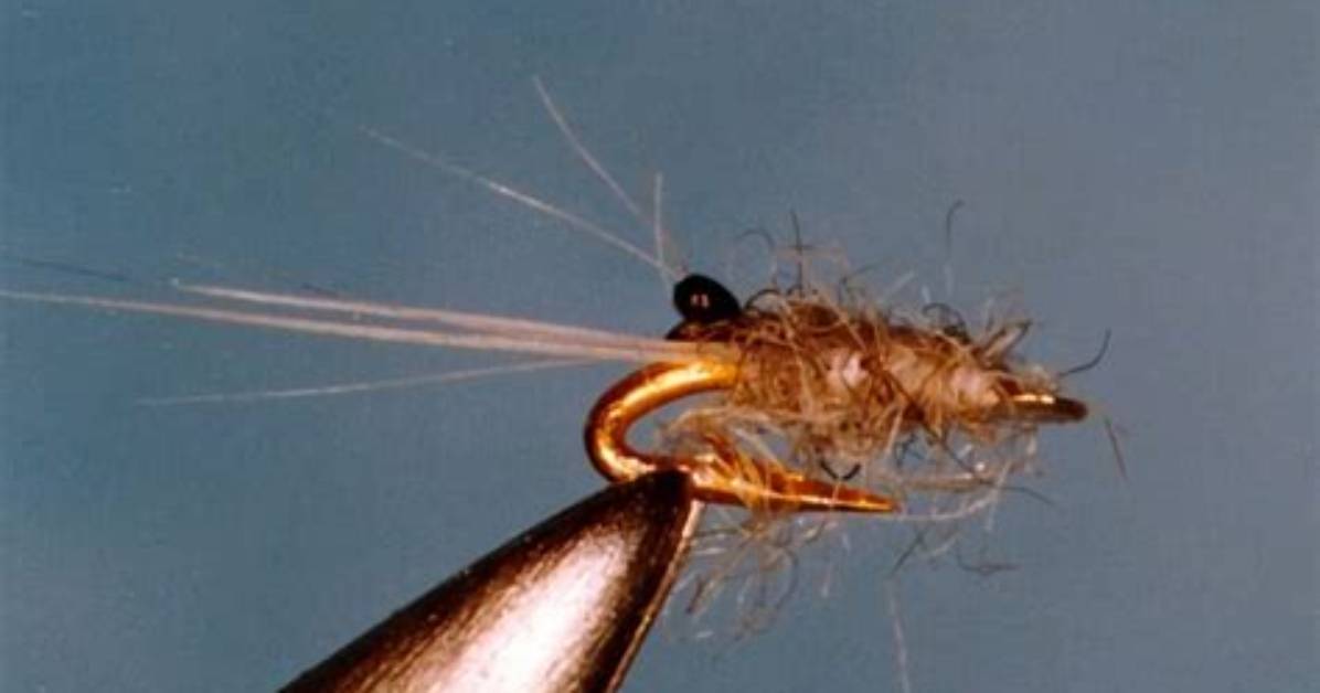 What Is the Smallest Fly?