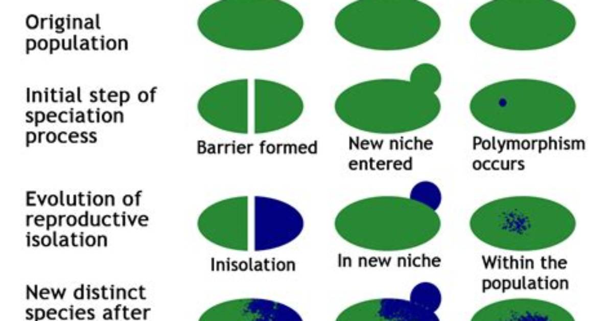 What Is the Speciation How Does It Occur