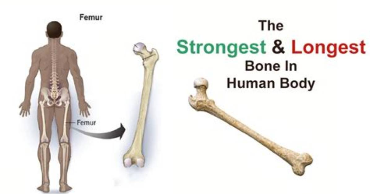 What Is the Strongest Bone?