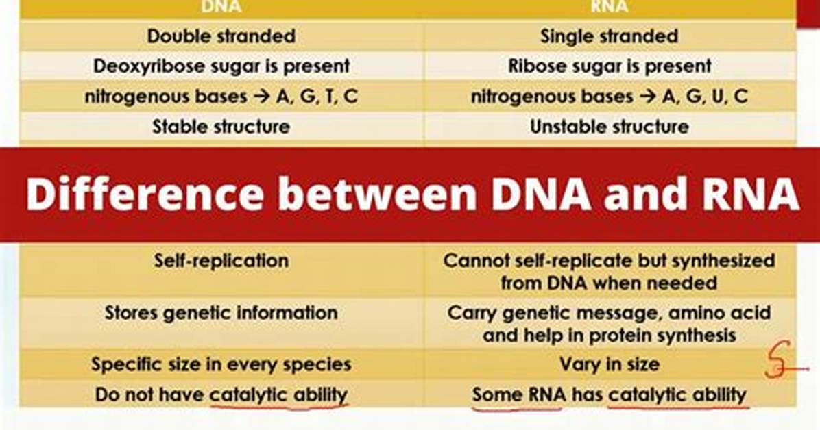 What Is the Structural Difference Between Dna and Rna