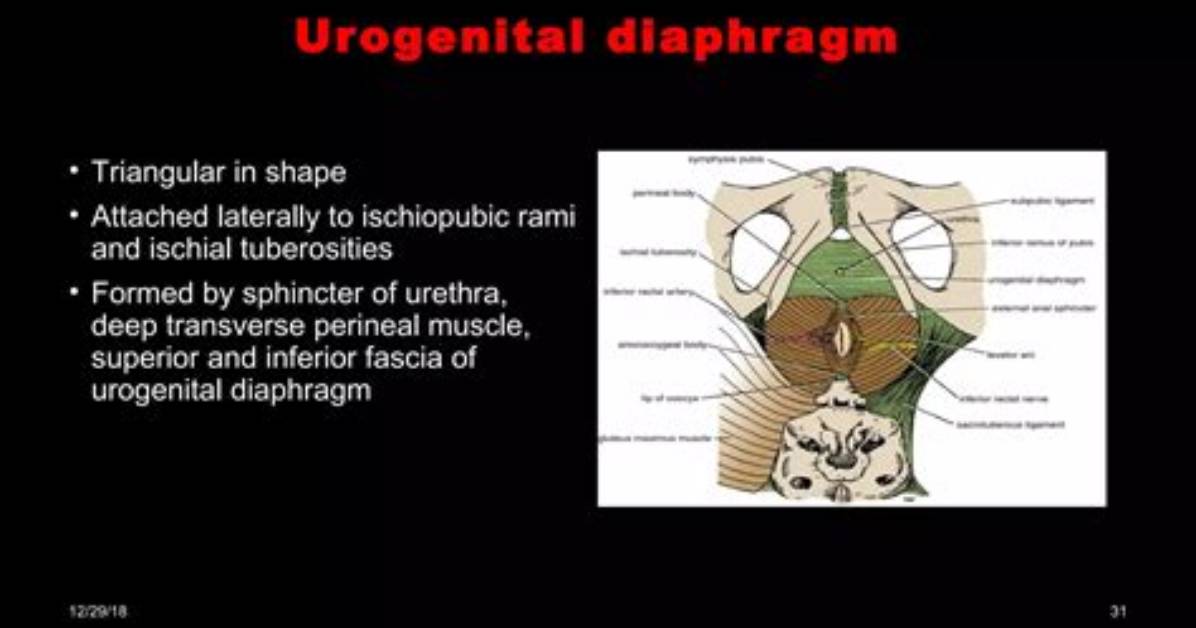 What Is the Urogenital Diaphragm Function