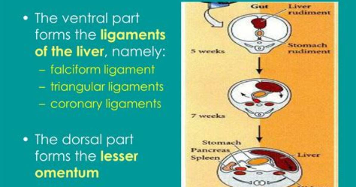 What Is the Ventral Mesogastrium
