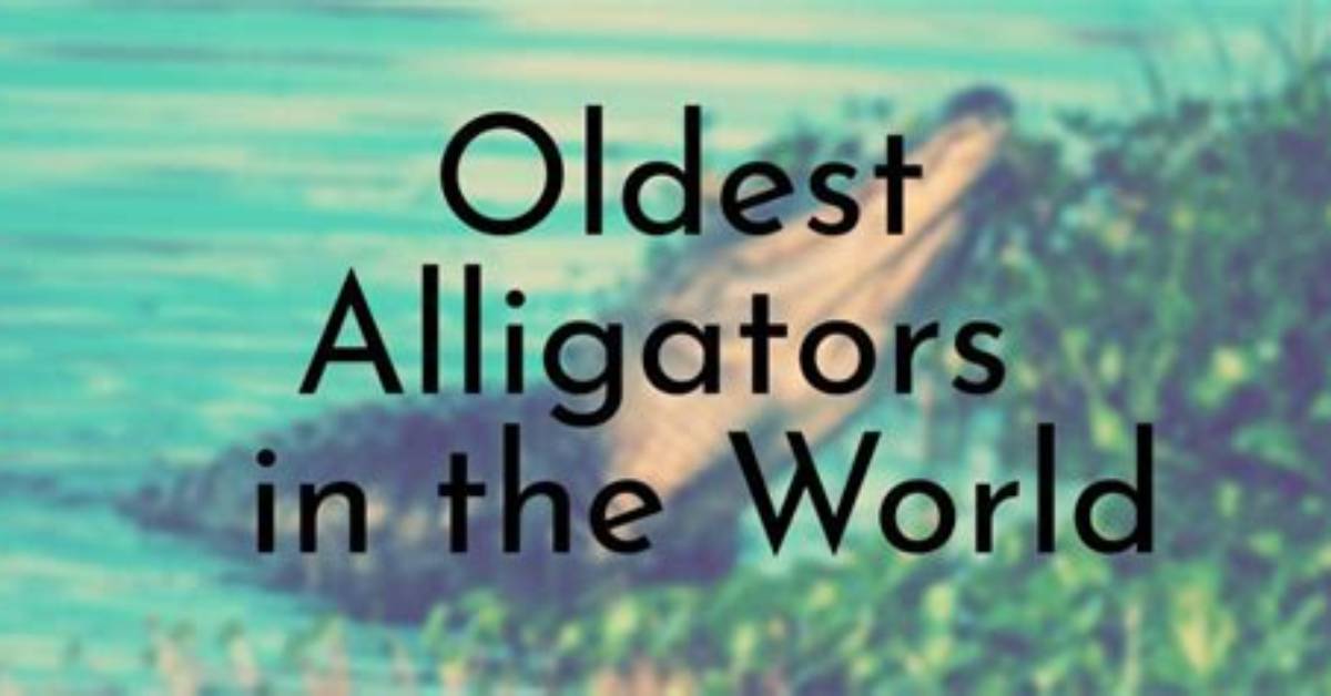 What Is the World's Oldest Alligator?